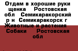 Отдам в хорошие руки щенка. - Ростовская обл., Семикаракорский р-н, Семикаракорск г. Животные и растения » Собаки   . Ростовская обл.